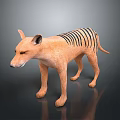 Tasmanian Tiger with orange fur and striped back standing on dark background with reflection