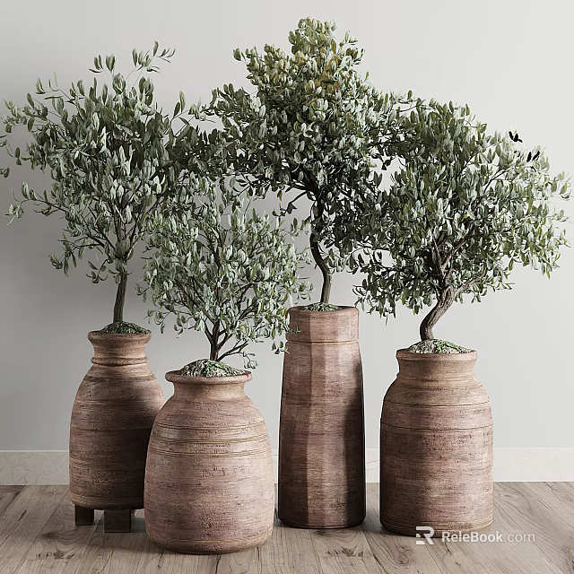 Indoor Bonsai Olive Trees with Green Foliage in Terracotta Planters for Home Decor 3d model 