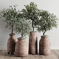 Indoor Bonsai Olive Trees with Green Foliage in Terracotta Planters for Home Decor