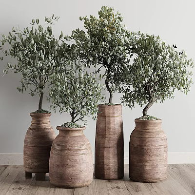 Indoor Bonsai Olive Trees with Green Foliage in Terracotta Planters for Home Decor 3d model