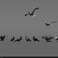 Flying Animals Seagulls And Pigeons In Flight And Standing On Ground