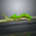 Green Caterpillar Lying On Natural Branch With White Accents And Details
