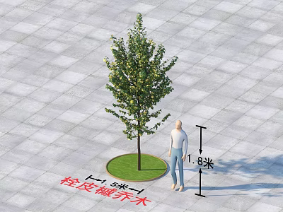 Light Bark Maple Tree 5 Meters Tall With 1.8m Person On Paved Ground 3d model