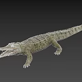Reptile Crocodile with Open Mouth Sharp Teeth and Green Scales on Black Background