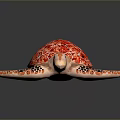 Red Shell Turtle With Orange And Black Patterned Flippers On Gray Background 3d model