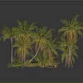 Group Of Green Palm Trees With Lush Fronds In Gray Background And Reflections