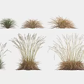 Various Grasses With Different Forms And Natural Colors Showcased In Multiple Clusters