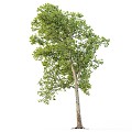 Sycamore Tree 20 3d model