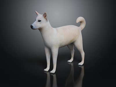 White Shiba Inu Dog Standing Alert On Dark Background With Reflection 3d model