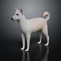 White Shiba Inu Dog Standing Alert On Dark Background With Reflection 3d model
