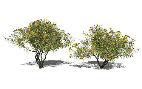 The Modern Tree 3d model