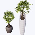 indoor potted plant 3d model