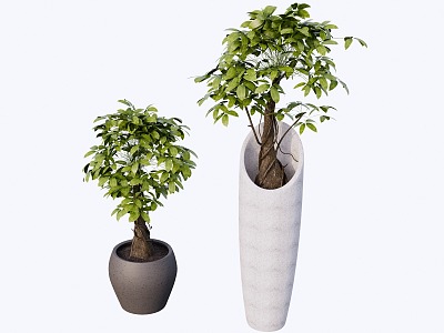 indoor potted plant 3d model