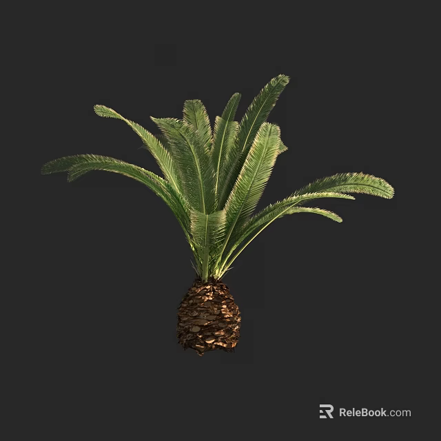 Cycad Tree With Green Feathery Fronds And Woody Trunk Structure 3d model 