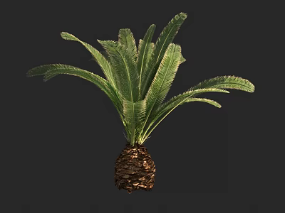 Cycad Tree With Green Feathery Fronds And Woody Trunk Structure 3d model