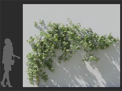 Green Leaf Climbing Vine Decoration On Wall With Natural Fresh Look 3d model