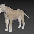 3D Lioness Model Standing Side View With Light Brown Fur And Detailed Shadow