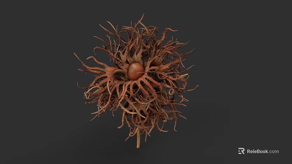Botanical Illustration of Hairy Brown Fruit With Central Seed and Detailed Structure 3d model 