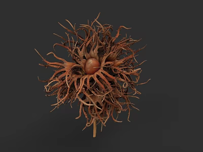 Botanical Illustration of Hairy Brown Fruit With Central Seed and Detailed Structure 3d model