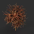 Botanical Illustration of Hairy Brown Fruit With Central Seed and Detailed Structure