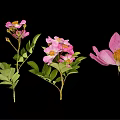 Vibrant Pink Flower Plant Featuring Green Leaves and Yellow Stamens Against Black Background