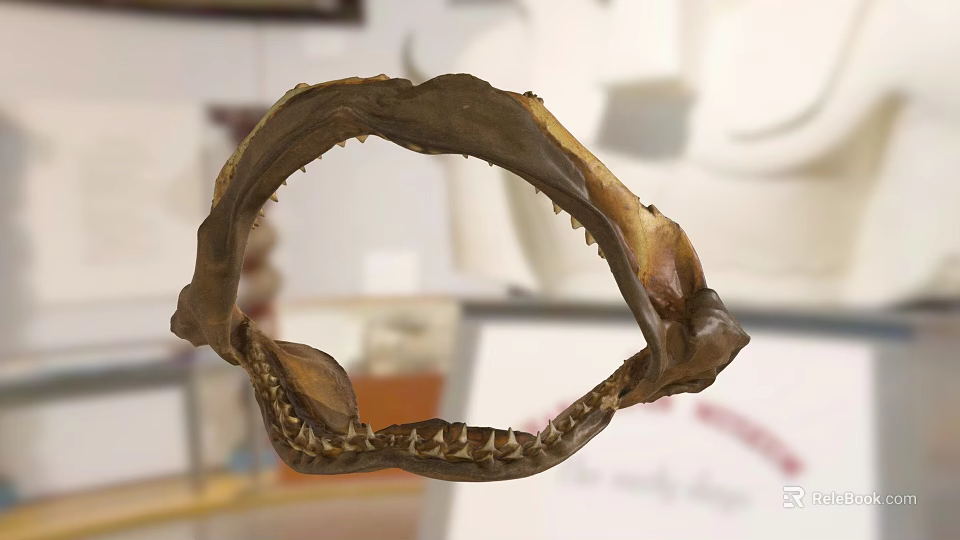 Shark Jaw Fossil With Sharp Teeth On Display In Museum Setting 3d model 