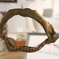 Shark Jaw Fossil With Sharp Teeth On Display In Museum Setting