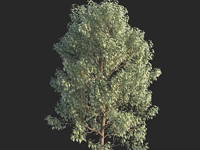 Lush Green Arbor With Dense Foliage And Brown Trunk Isolated On Black 3d model
