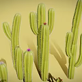 Various Cacti Plants Including Tall Columnar And Small Round Types With Pink Flowers
