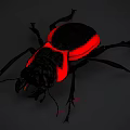 Close Up View Of Shiny Black Flying Beetle With Red Back And Glowing Body