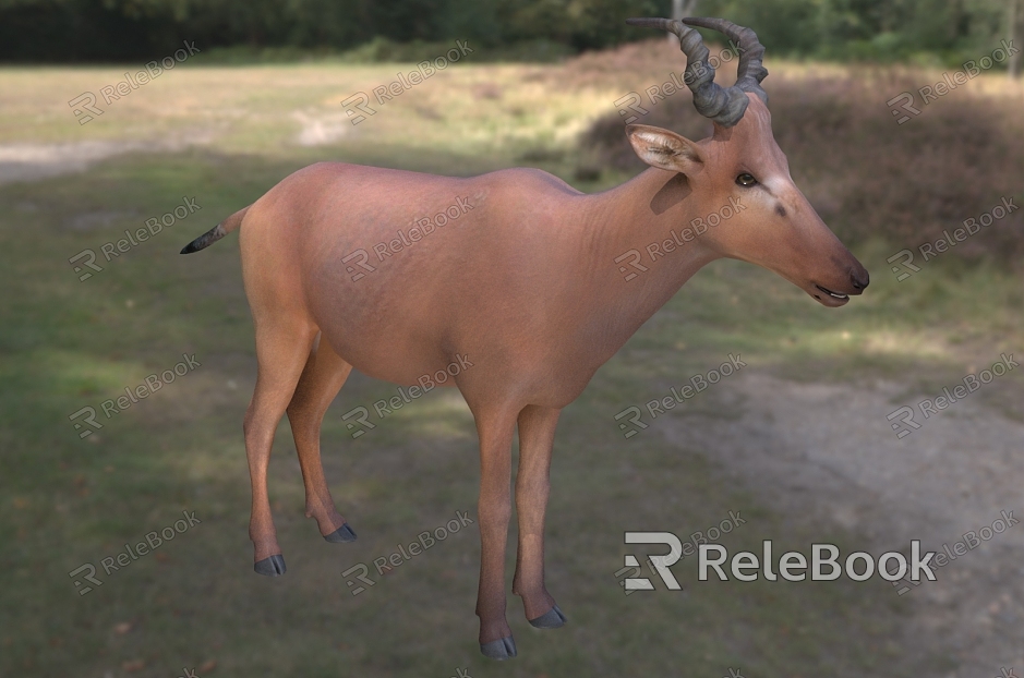 western antelope animals model