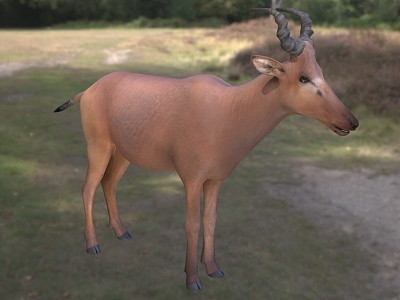 western antelope animals model