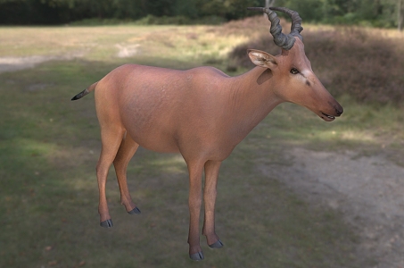 western antelope animals 3d model