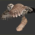 Flying Owl with Brown and White Spotted Feathers Spread Wings Against Dark Background