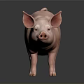 Realistic Full Body Pink Pig Standing On Dark Background With Clear Reflection 3d model