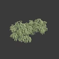 Two Arbor Trees With Lush Green Drooping Leaves And Strong Trunks