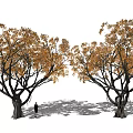 Two Large Trees With Lush Orange Leaves And Person Standing Between Them