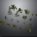 Various Green Plants with Different Shapes and Sizes for Garden or Indoor Use