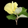 Elegant Vase With Vibrant Yellow Flower And Fresh Green Leaves On Black Background