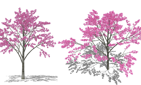 Modern Cherry Tree 3d model