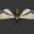 Detailed Insect With White Wings Green Eyes And Golden Brown Body