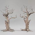 Withered Leafless Shrub With Thick Trunk Branches And Exposed Roots On Gray Background