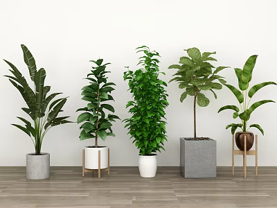 Various Types of Potted Plants in Different Pots on Wooden Floor with White Wall Background 3d model