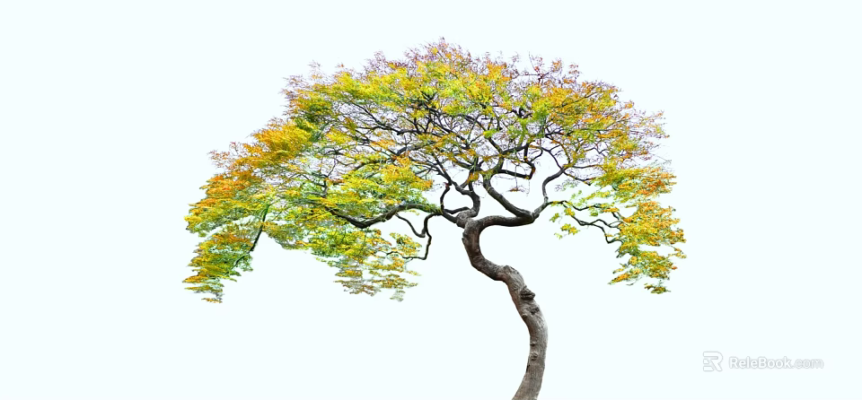 Beautiful Curved Trunk Arbor Tree With Spreading Branches and Colorful Yellow Green Leaves 3d model 