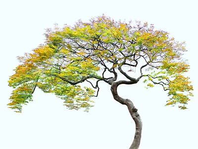 Beautiful Curved Trunk Arbor Tree With Spreading Branches and Colorful Yellow Green Leaves 3d model