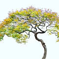 Beautiful Curved Trunk Arbor Tree With Spreading Branches and Colorful Yellow Green Leaves