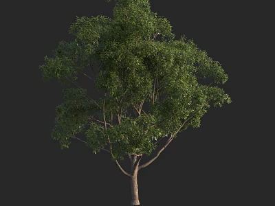 Tall Green Arbor With Lush Foliage And Sturdy Trunk In Dark Background 3d model