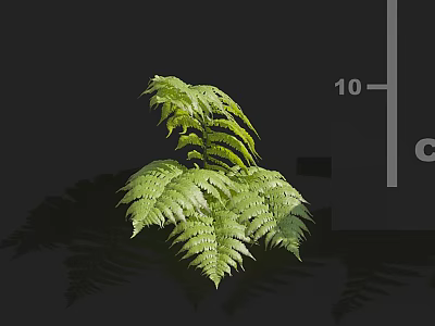 Vibrant Green Fern Plant With Delicate Feathery Leaves On Dark Background 3d model