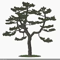 Elegant Pine Tree With Curved Branches Textured Trunk And Lush Green Foliage