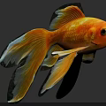Orange Fantail Goldfish With Long Flowing Tail Having Black Edges On Fins Swimming Gracefully